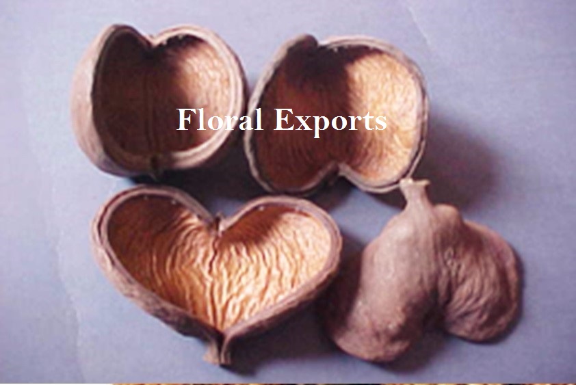 https://natural.birdtoysparts.in/wp-content/uploads/2016/06/BADAM-PODS-NATURAL-1.jpg