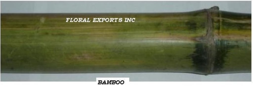 BAMBOO NATURAL 1 MTR to 8 MTR.