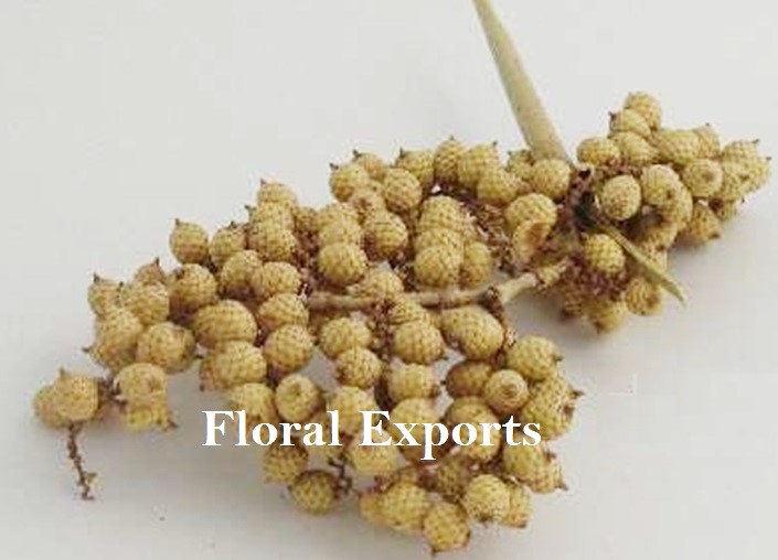 CANELLA BERRIES NATURAL