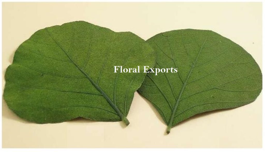 COBRA LEAF PRESERVE COLOUR