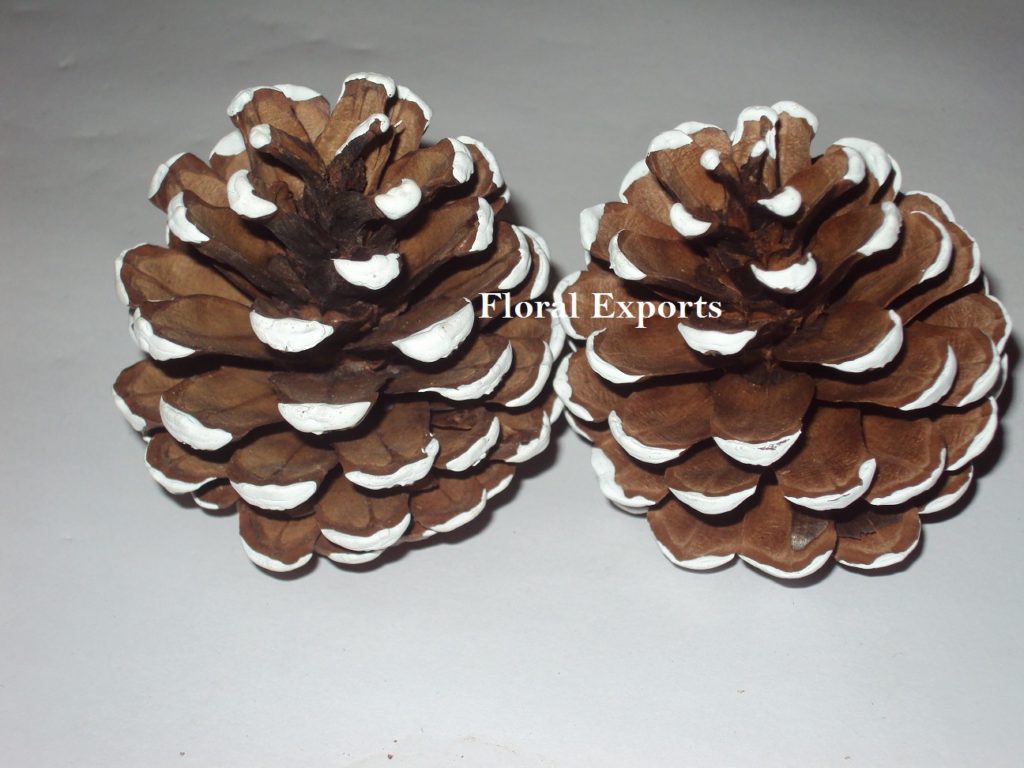 FROSTED MEDIUM PINE CONES