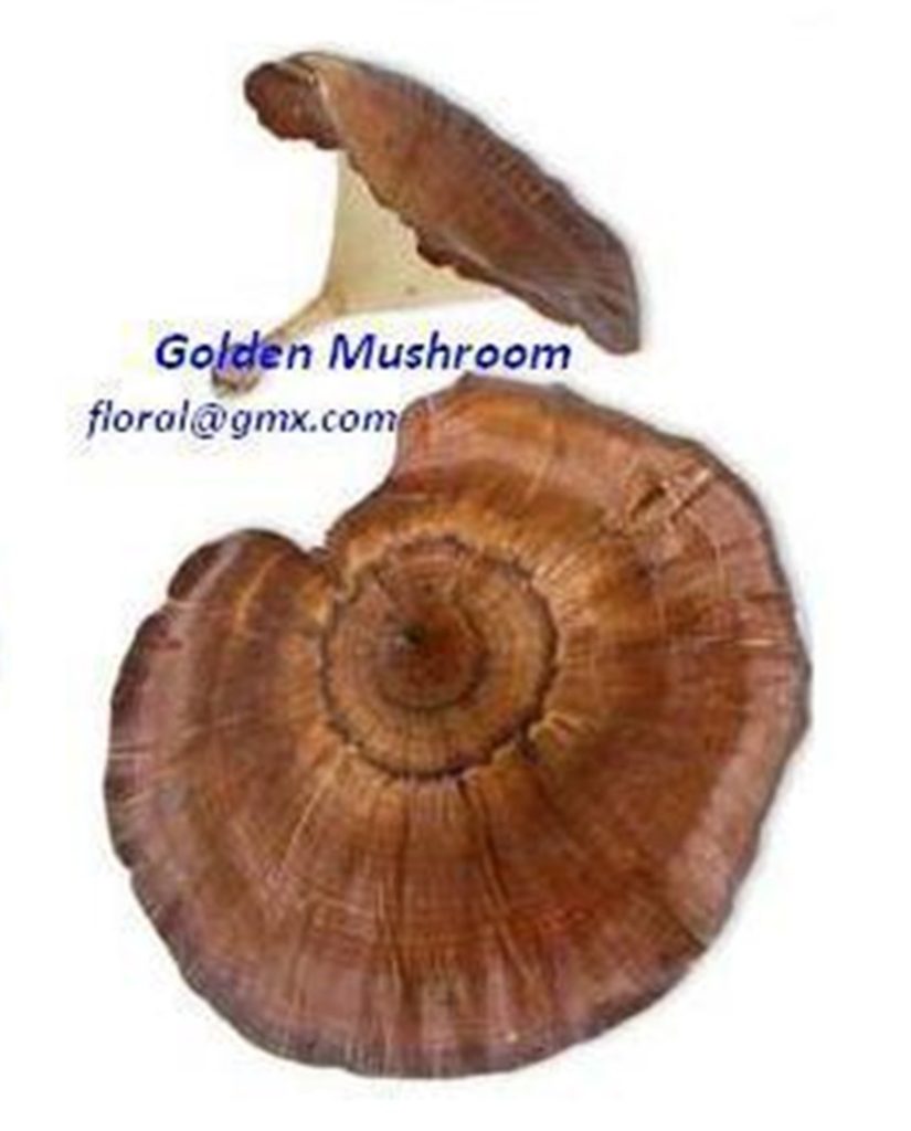 GOLDEN MUSHROOM1