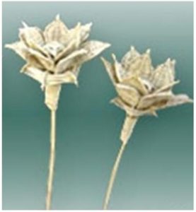 LATA ASTER ON STICK