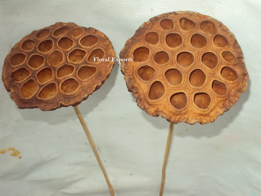 LOTUS NATURAL WASH BLEACH ON STICK