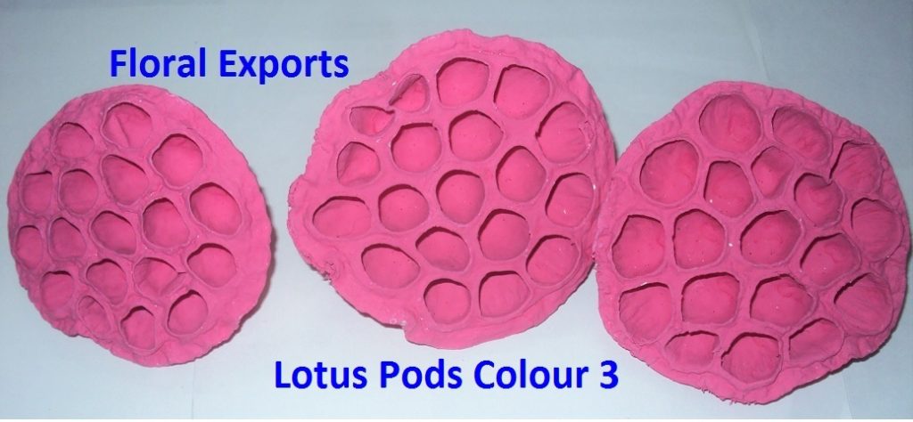 LOTUS POD COLOUR 3