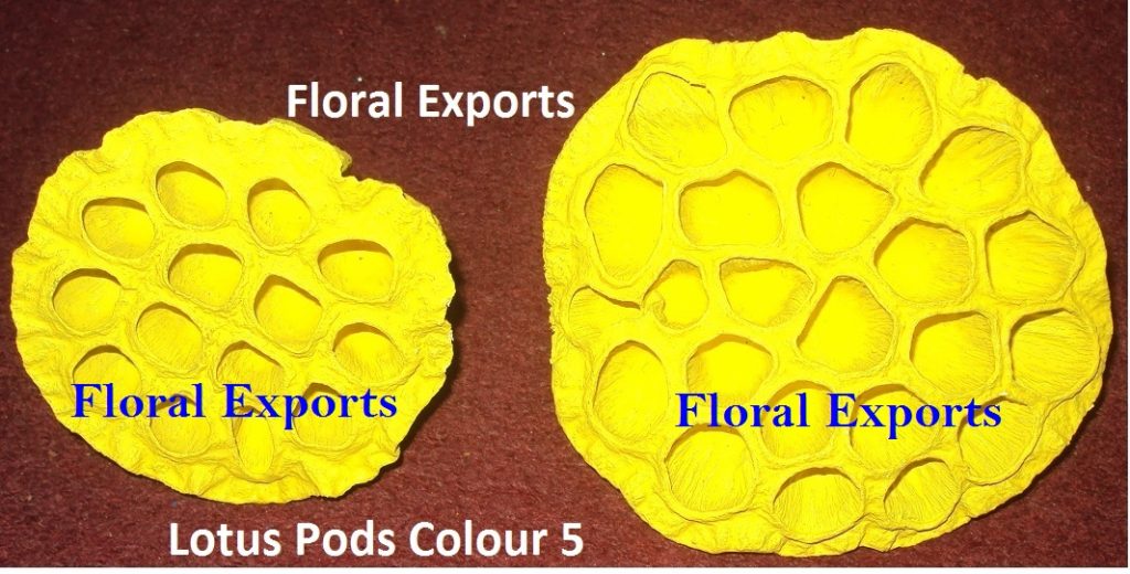 LOTUS PODS COLOUR 5