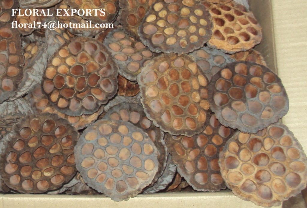LOTUS PODS EXTRA LARGE