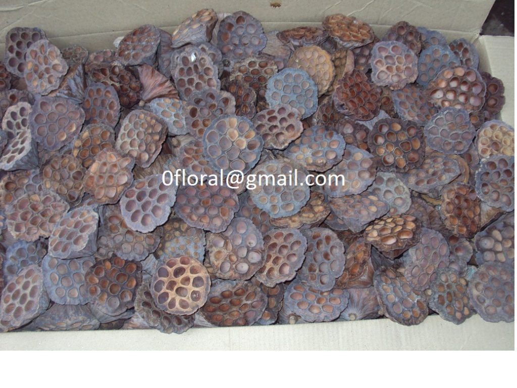 LOTUS PODS MEDIUM