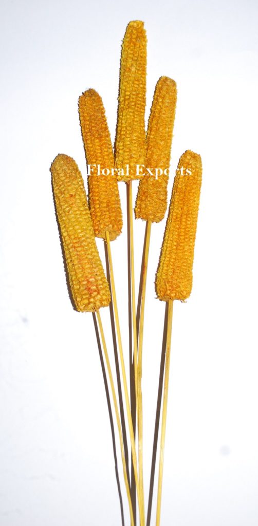 MAIZE FRUIT COLOUR 1