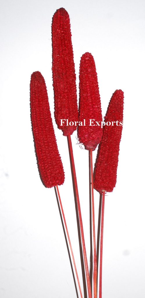 MAIZE FRUIT COLOUR