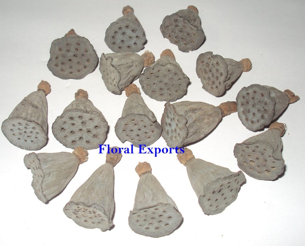 MINI LOTUS PODS LOOSE