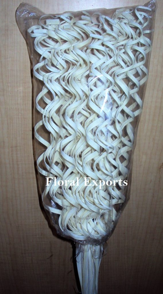 PALM CURLY STICK BLEACH 50 PCS. IN POLY