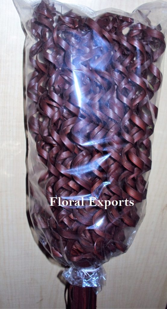 PALM CURLY STICK BROWN 50 PCS. IN POLY