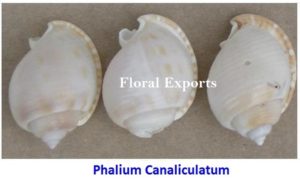 PHALIUM CANAICULATUM