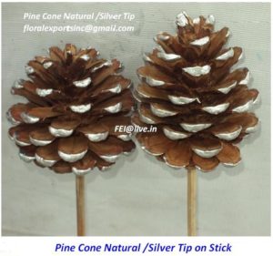 PINE CONE NATURAL & SILVER TIP