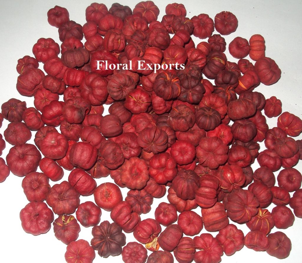 PUTKA PODS COLOUR 1 LOOSE