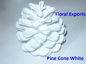 Pine Cone White Loose