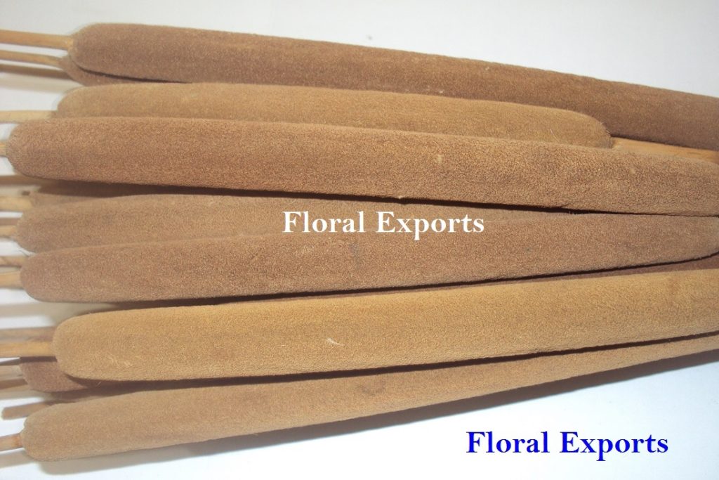 REED SPADIX MEDIUM