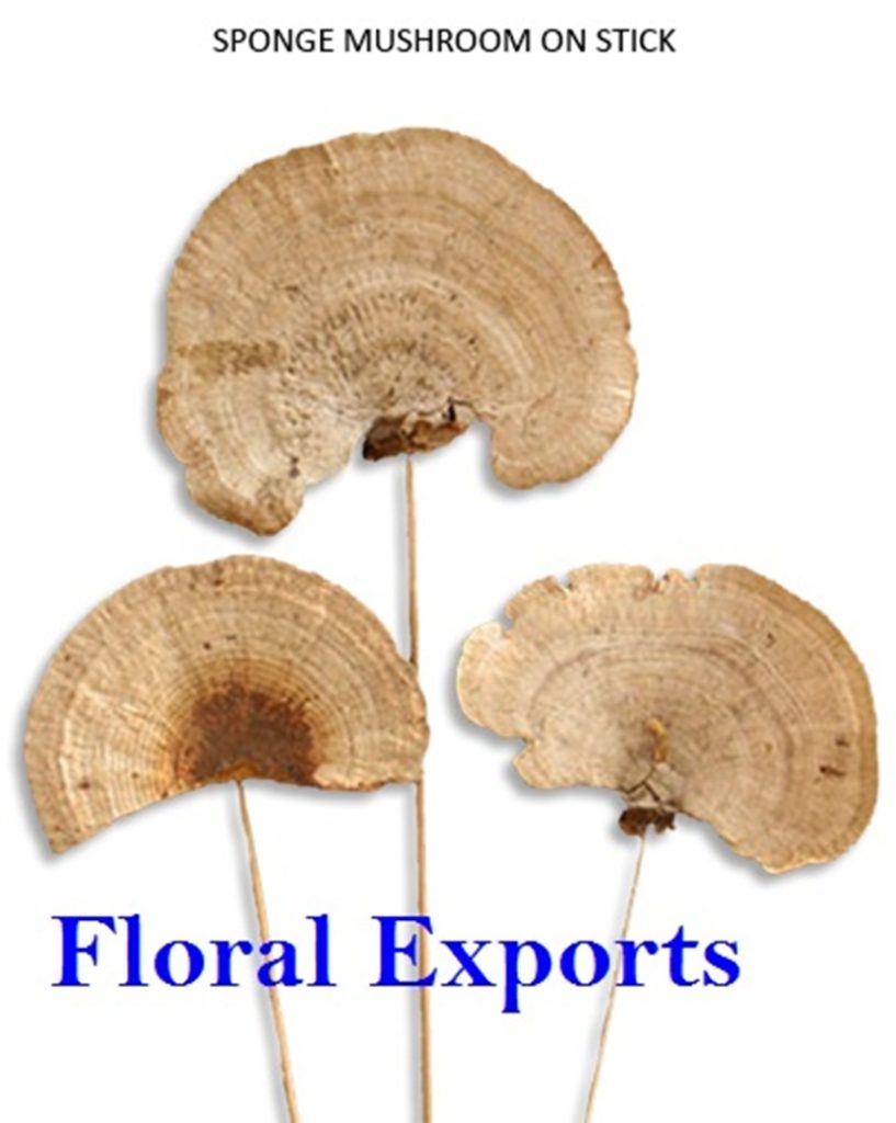 SPONGE MUSHROOM ON STICK