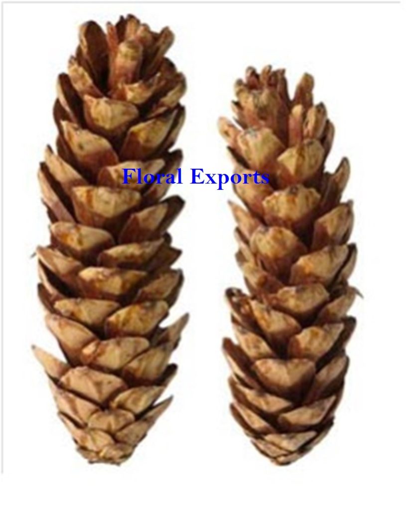 STROBUS CONE NATURAL