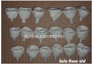 SOLA ROSE OLD 2 CM.