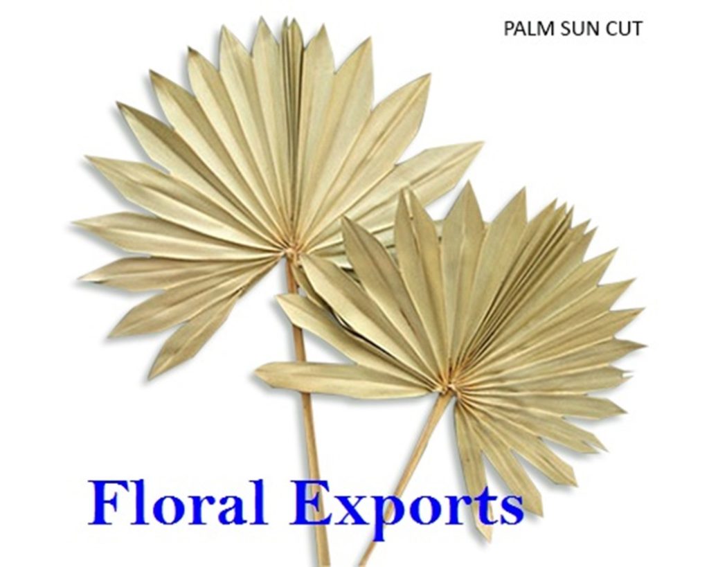PALM SUN SPEAR